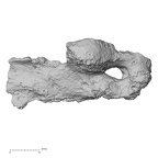 DV16-172 Homo sapiens pelvic fragment view 1