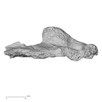 DV16-172 Homo sapiens pelvic fragment view 2