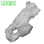 DV16-172 Homo sapiens pelvic fragment ply