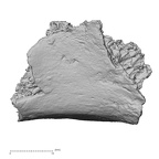 DV16-173 Homo sapiens pelvic fragment view 1