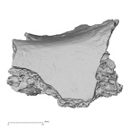 DV16-173 Homo sapiens pelvic fragment view 2