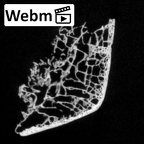 DV16-173 Homo sapiens pelvic fragment ct stack movie