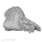 DV16-174 Homo sapiens pelvic fragment view 1