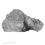 DV16-174 Homo sapiens pelvic fragment view 2