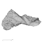 DV16-174 Homo sapiens pelvic fragment view 3