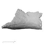 DV16-175 Homo sapiens pelvic fragment view 1