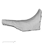 DV16-175 Homo sapiens pelvic fragment view 2