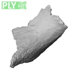 DV16-175 Homo sapiens pelvic fragment ply