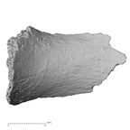 DV16-177 Homo sapiens pelvic fragment view 1