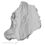 DV16-178 Homo sapiens pelvic fragment view 1