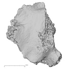 DV16-178 Homo sapiens pelvic fragment view 2