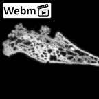 DV16-178 Homo sapiens pelvic fragment ct stack movie