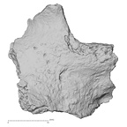 DV16-179 Homo sapiens pelvic fragment view 1