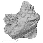 DV16-179 Homo sapiens pelvic fragment view 2