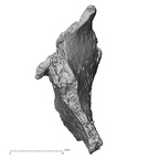 DV16-179 Homo sapiens pelvic fragment view 3