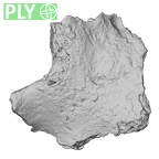 DV16-179 Homo sapiens pelvic fragment ply