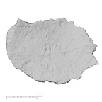 DV16-180 Homo sapiens pelvic fragment view 1