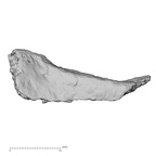 DV16-181 Homo sapiens pelvic fragment view 1