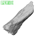 DV16-181 Homo sapiens pelvic fragment ply