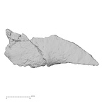 DV16-182 Homo sapiens pelvic fragment view 1