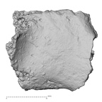 DV16-183 Homo sapiens pelvic fragment view 1