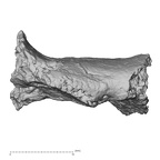 DV16-183 Homo sapiens pelvic fragment view 2