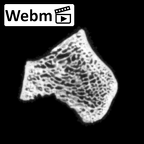 DV16-185 Homo sapiens pelvic fragment ct stack movie
