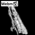 DV16-186 Homo sapiens pelvic fragment ct stack movie