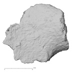 DV16-187 Homo sapiens pelvic fragment view 1