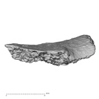 DV16-187 Homo sapiens pelvic fragment view 2