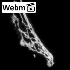 DV16-187 Homo sapiens pelvic fragment ct stack movie