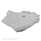 DV16-188 Homo sapiens pelvic fragment view 1