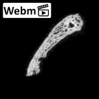 DV16-188 Homo sapiens pelvic fragment ct stack movie