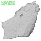 DV16-188 Homo sapiens pelvic fragment ply