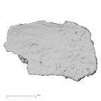 DV16-189 Homo sapiens pelvic fragment view 1