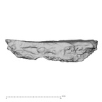 DV16-190 Homo sapiens pelvic fragment view 2