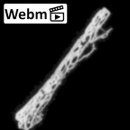 DV16-190 Homo sapiens pelvic fragment ct stack movie