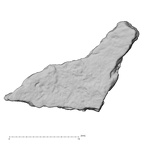 DV16-191a Homo sapiens pelvic fragment view 1