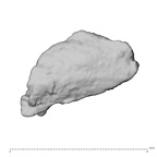 DV16-191c Homo sapiens pelvic fragment view 1