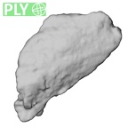 DV16-191c Homo sapiens pelvic fragment ply