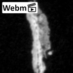 DV16-191d Homo sapiens pelvic fragment ct stack movie