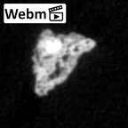 DV16-191e Homo sapiens pelvic fragment ct stack movie