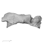 DV16-31 Homo sapiens atlas anterior