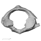 DV16-31 Homo sapiens atlas inferior