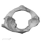 DV16-31 Homo sapiens atlas superior