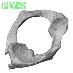 DV16-31 Homo sapiens atlas ply