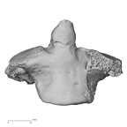 DV16-32 Homo sapiens axis anterior