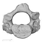 DV16-32 Homo sapiens axis inferior