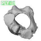 DV16-32 Homo sapiens axis ply