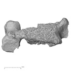 DV16-33 Homo sapiens cervical vertebra third anterior